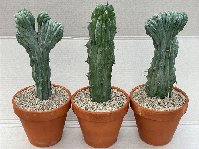 <h4>Cactus overig</h4>
