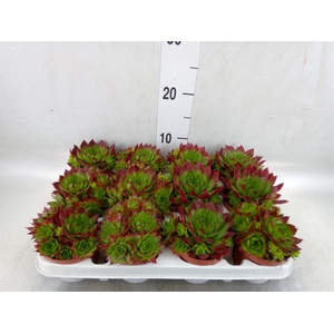 Sempervivum   ...