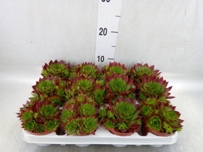 <h4>Sempervivum   ...</h4>