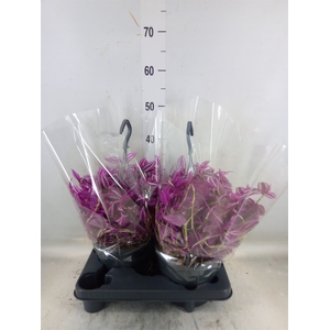 Tradescantia zebr. 'Pink Paradise'