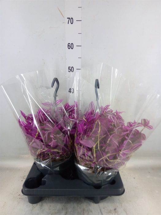 <h4>Tradescantia zebr. 'Pink Paradise'</h4>