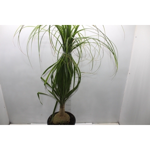 BEAUCARNEA P24