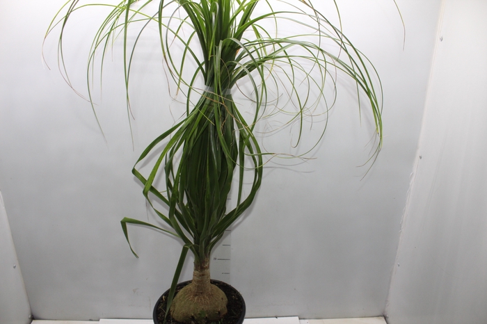 <h4>BEAUCARNEA P24</h4>