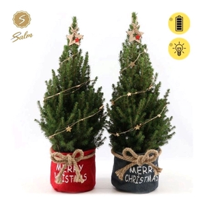 Picea gl. 'December'® P19 in Bag X-mas Duo + Starlight + Star on Loop