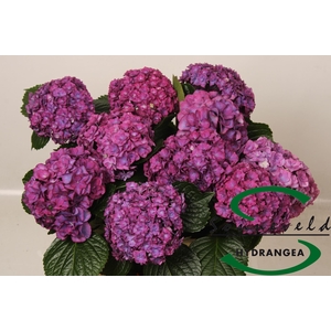 HYDR M ROY ANASTA RS