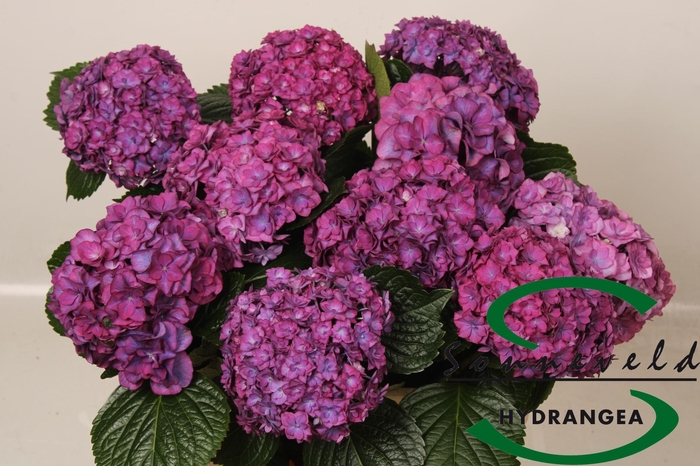 <h4>HYDR M ROY ANASTA RS</h4>