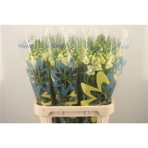 Antirrhinum Nl. Ho Dou White