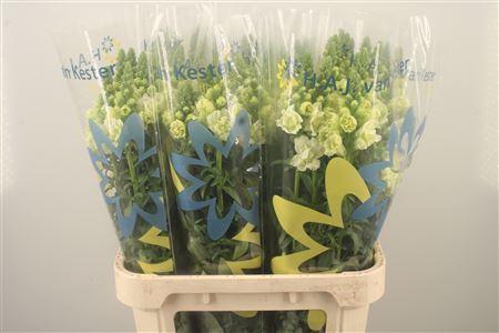<h4>Antirrhinum Nl. Ho Dou White</h4>