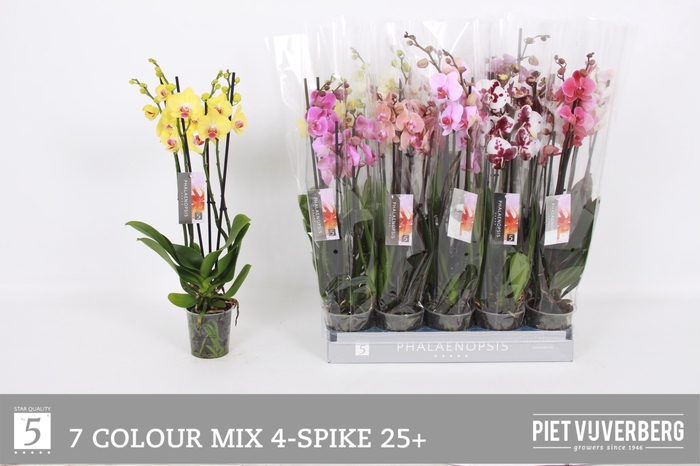 <h4>PHAL GEM 7 KL</h4>