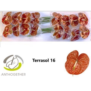 Anthurium Terrasol