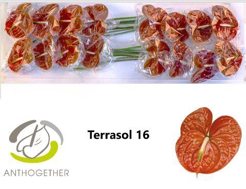 <h4>ANTH A TERRASOL 16</h4>