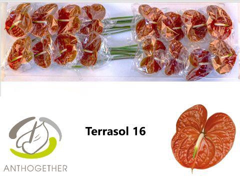 <h4>Anthurium Terrasol</h4>