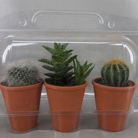 <h4>CACTUS GEM</h4>