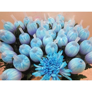 Chr G Antonov Blue Lagoon