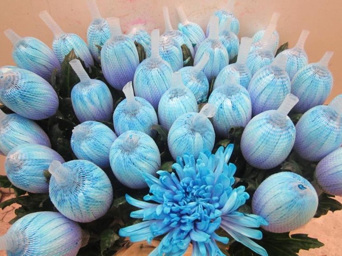 <h4>Chr G Antonov Blue Lagoon</h4>