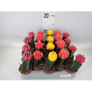 Gymnocalycium mihanov. 'Japan'  mix