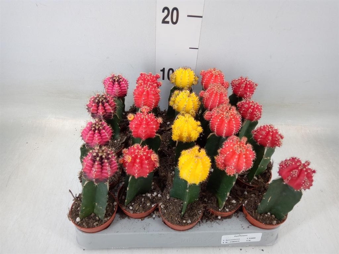 <h4>Gymnocalycium mihanov. 'Japan'  mix</h4>