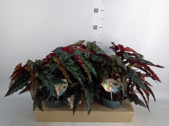 <h4>Begonia maculata</h4>