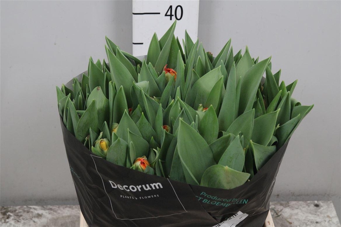 <h4>Tu Du Queensday</h4>