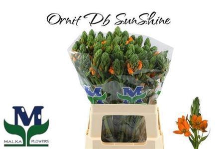 <h4>Ornit Db Sunshine</h4>