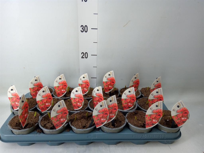 <h4>Tulipa   ...species</h4>