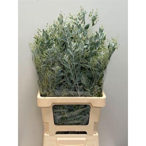 Acacia Bl Hambury Bs