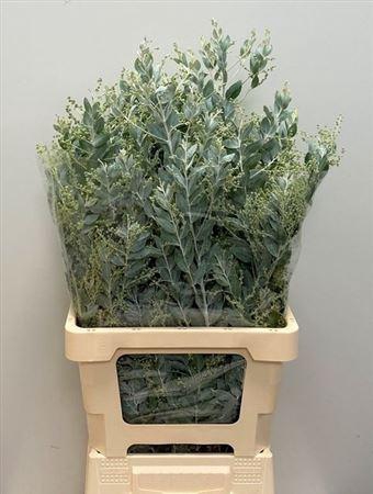 <h4>Acacia Bl Hambury Bs</h4>