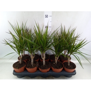 Dracaena marg.