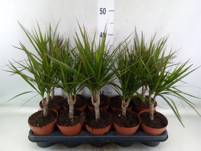 <h4>Dracaena marg.</h4>