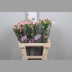 Di Tr Rascal Pink