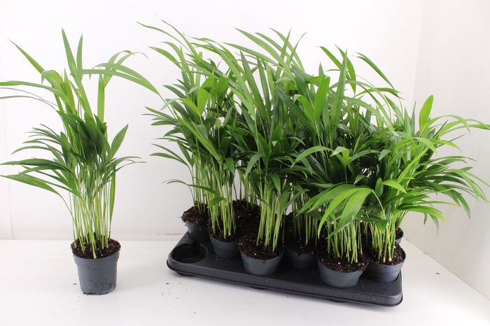 <h4>DYPSIS LUTESCENS</h4>