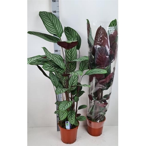 Ctenanthe Oppenheimiana 24Ø 140cm