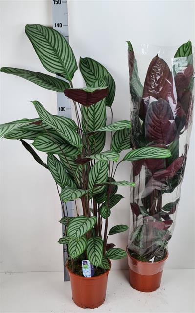 Ctenanthe Oppenheimiana 24Ø 140cm
