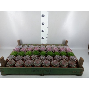 Echeveria   ...