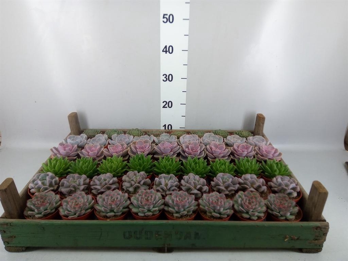 <h4>Echeveria   ...</h4>
