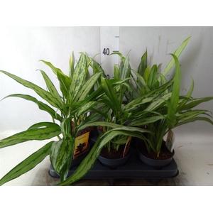 Aglaonema   ...mix