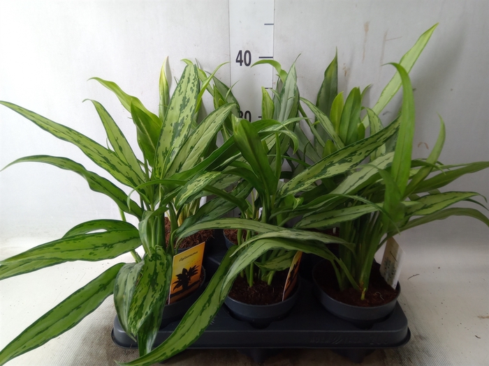 <h4>Aglaonema   ...mix</h4>