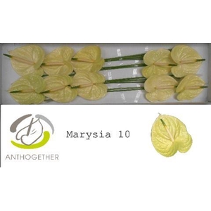 Anthurium Marysia