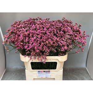 LIMONIUM SINENSE 'TIFFANY DIAMOND'