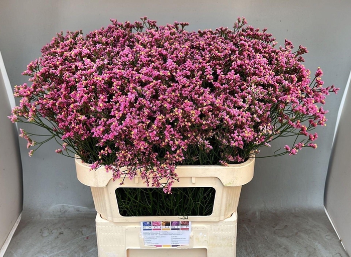 <h4>LIMONIUM SINENSE 'TIFFANY DIAMOND'</h4>