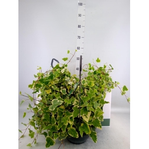 Hedera helix 'White Wonder'