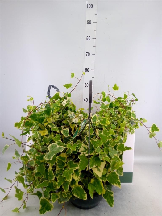 <h4>Hedera helix 'White Wonder'</h4>