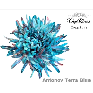 CHR G ANTONOV TERRA BLUE