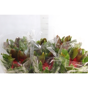 NEOREGELIA VERMELHA P14