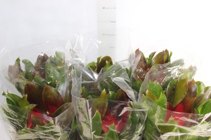 <h4>NEOREGELIA VERMELHA P14</h4>