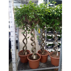 Ficus benja. 'Exotica'
