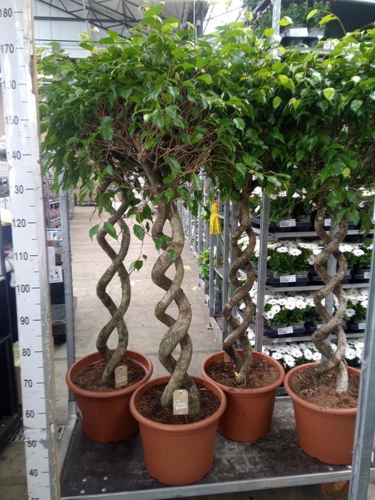 <h4>Ficus benja. 'Exotica'</h4>