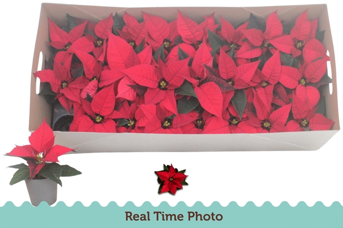 <h4>EUPHOR P CHR F RED</h4>