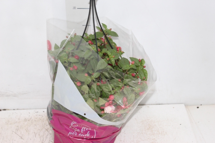 <h4>BRINCO DE PRINCESA C21</h4>