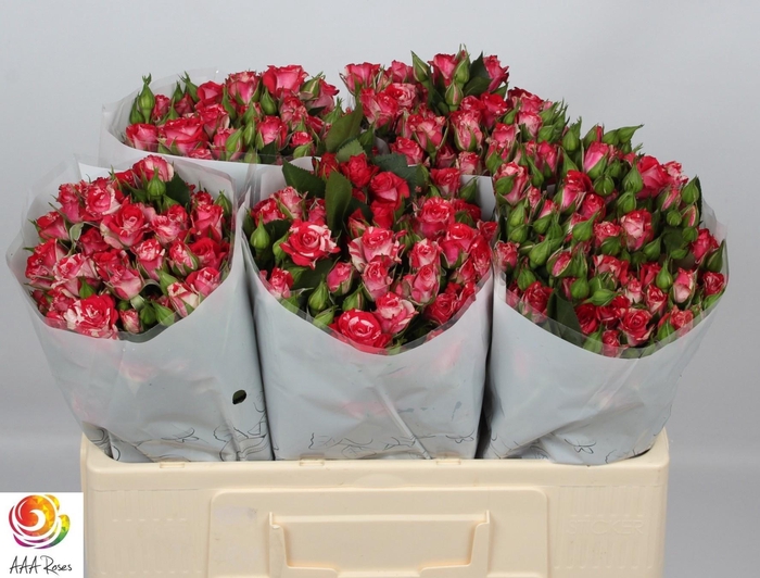 <h4>R TR FIREWORKS</h4>